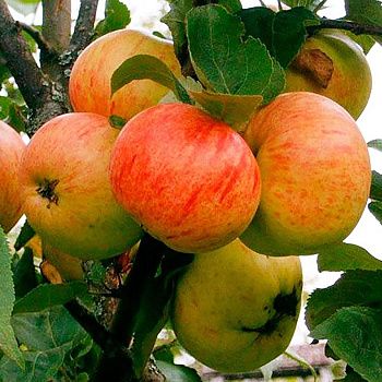 Яблоня осенняя Коричное новое С5