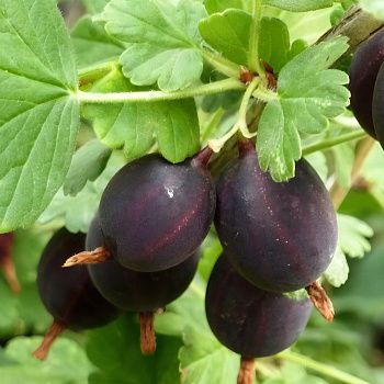 Крыжовник Черномор ЗКС