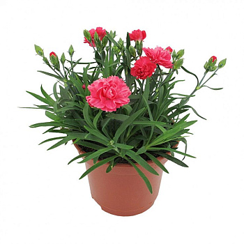 Гвоздика микс d11 см h20 см