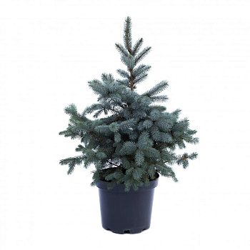 Ель колючая Роял Блю V2 Lav