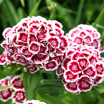 Гвоздика турецкая 0,5-1 л