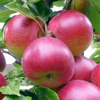 Яблоня зимняя Звездочка С7