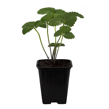 Рассада Земляника садовая Зенга-Зенгана P9