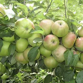 Яблоня зимняя Вербное С7