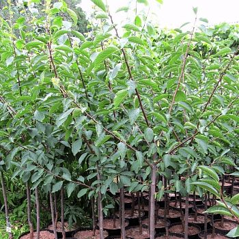 Слива Стартовая С7/С10