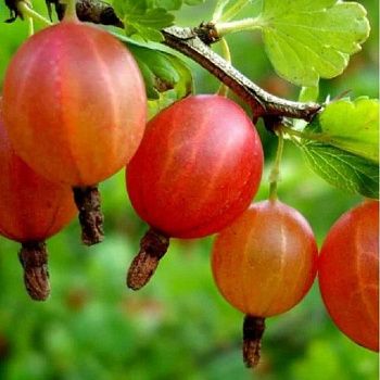 Крыжовник Юбиляр С3