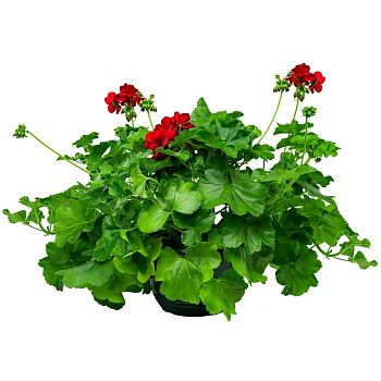 Пеларгония плющ. ампельная d21 см