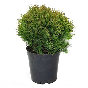 Туя западная Даника С5 h15-20 см