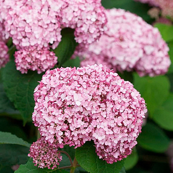 Гортензия древовидная Свит Аннабель Р9
