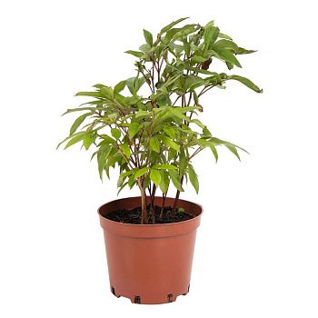 Пион микс d12 см h15 см