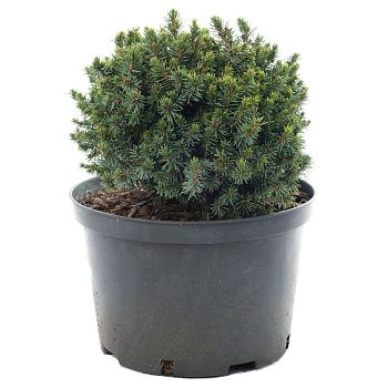 Ель Пицея Глаука Блю Планет d18 см h20 см