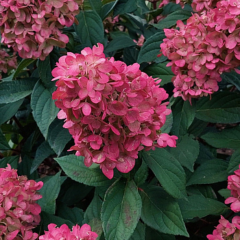 Гортензия метельчатая Бонфаер 2 л