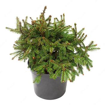 Ель Абиес Литтл d23 см h50 см