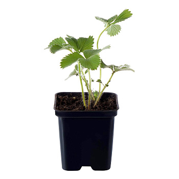 Рассада Земляника ремонтантная Диамант P9