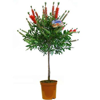 Каллистемон на штамбе d18 см h65 см