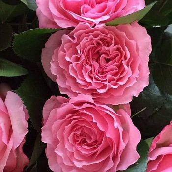 Роза чайно-гибридная Майра V5 Lav