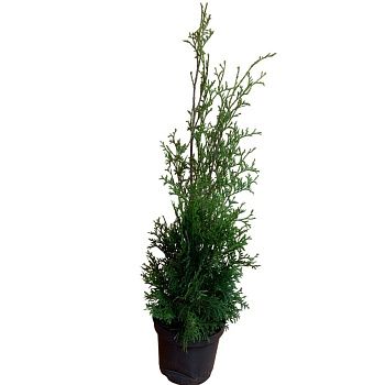 Туя западная Колумна (thuja occidentalis columna) h40-50 см