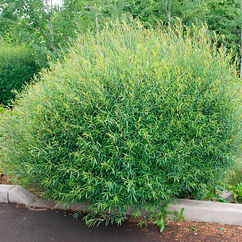 Ива пурпурная Нана P9