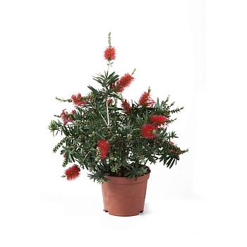 Каллистемон d19 см