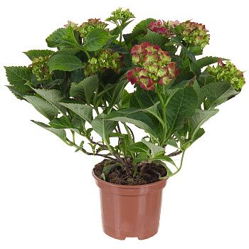 Гортензия d15 см