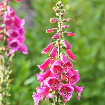 Наперстянка Р9