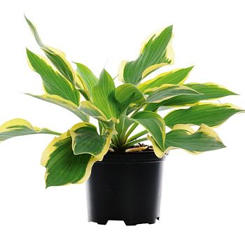 Хоста в горшке 1 л в ассортименте