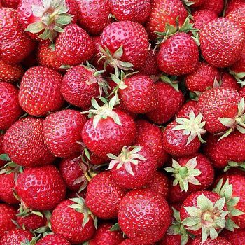 Рассада Земляника Полка Р9