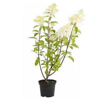 Гортензия древовидная Лайм Рики C2/C3