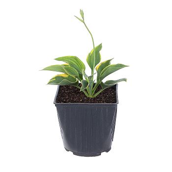 Хоста Элитные сорта С2