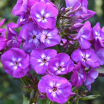 Флокс сортовой 0,5-1 л