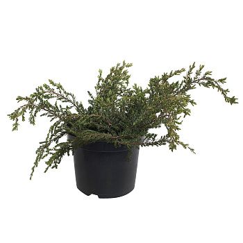 Можжевельник обыкновенный Репанда V1