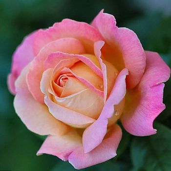 Роза чайно-гибридная Бель Роуз С7/С10