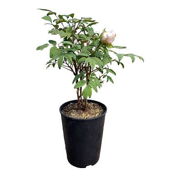 Пион в ассортименте С2