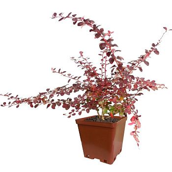 Барбарис в ассортименте С2