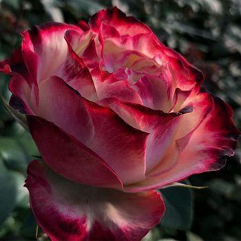 Роза чайно-гибридная Эпл Джек С7/С10