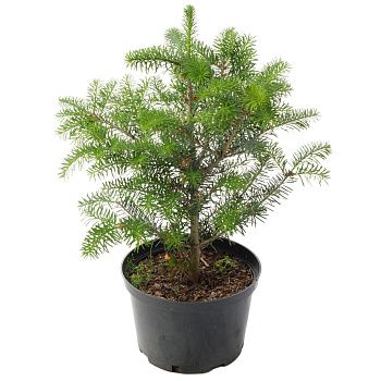 Пихта корейская С5 h40-60 см