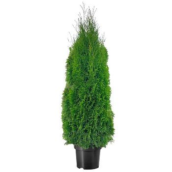 Туя западная Смарагд h140-160 см