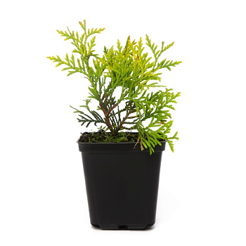 Туя западная Даника Р9