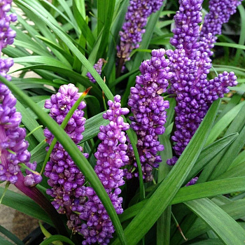 Лириопе колосистая 0,5-1 л