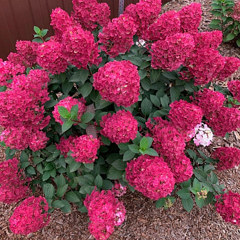 Гортензия метельчатая Самарская Лидия C5/C7