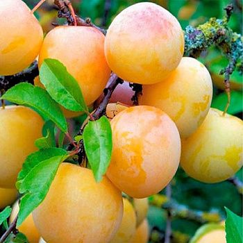 Слива Светлячок С7/С10