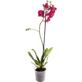 Орхидея Фаленопсис микс 1
