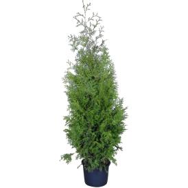 Туя западная Брабант h60-80 см