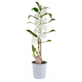 Орхидея Дендробиум Нобиле микс 1 ст d12 см