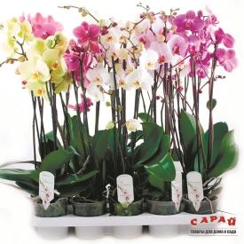 Орхидея Фаленопсис микс d9 см