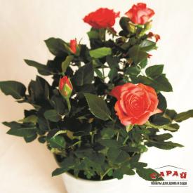 Роза кордана микс d12 см