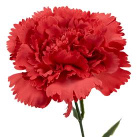 Цветок искусственный Гвоздика красная из ткани (искусственный шелк, полиэтилен) 44х9х9 см