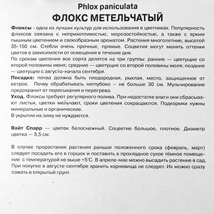 Флокс метельчатый Вайт Спарр/К