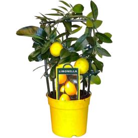 Цитрофортунелла Лимон на решетке d15 см