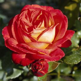 Роза флорибунда Мидсаммэ С3,5